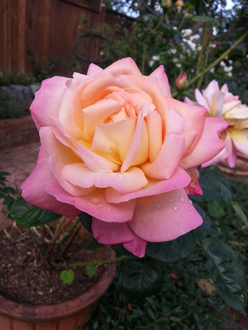  photo 20141001_125114_zpslvnoohmx.jpg